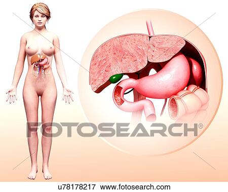 Human digestive system, artwork View Large Illustration Stock Illustration - Human digestive system, artwork. Fotosearch
