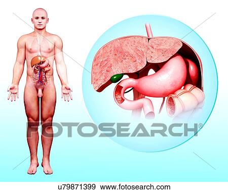 Human digestive system, artwork View Large Illustration Stock Illustration - Human digestive system, artwork. Fotosearch