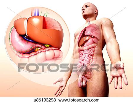Stock Illustration - Human digestive system, artwork. Fotosearch