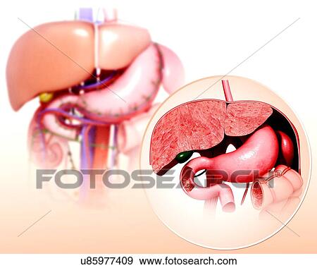 Human digestive system, artwork View Large Illustration Stock Illustration - Human digestive system, artwork. Fotosearch