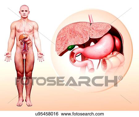 Stock Illustration - Human digestive system, artwork. Fotosearch