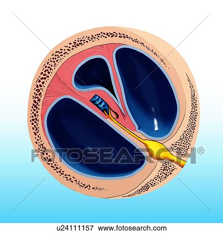 Stock Illustration - Human ear anatomy, artwork. Fotosearch