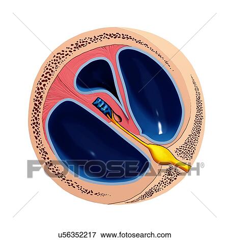 Human ear anatomy, artwork View Large Illustration Stock Illustration - Human ear anatomy, artwork. Fotosearch