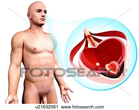Clip Art - Human eye anatomy, artwork. Fotosearch