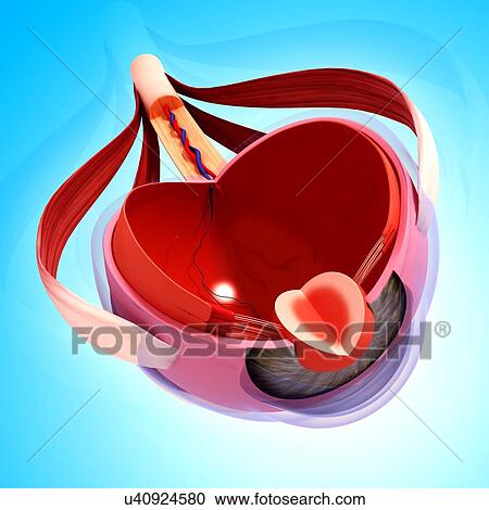 Human eye anatomy, artwork View Large Illustration Clipart - Human eye anatomy, artwork. Fotosearch