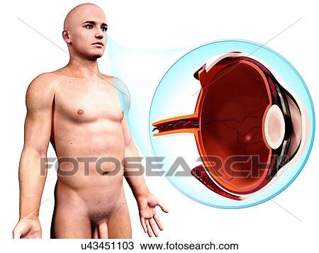 Human eye anatomy, artwork View Large Illustration Drawing - Human eye anatomy, artwork. Fotosearch