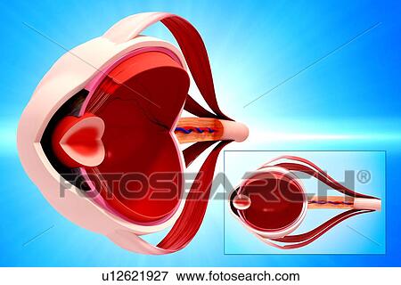 Stock Illustration - Human eye anatomy, artwork. Fotosearch