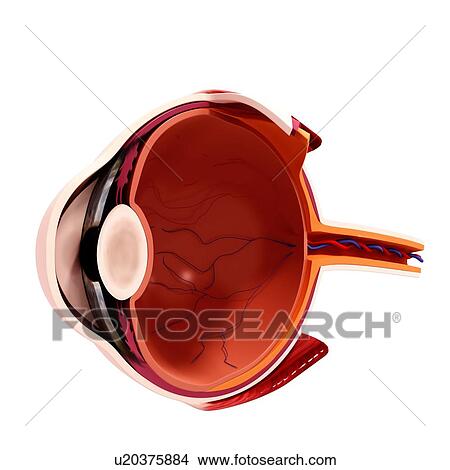 Human eye anatomy, artwork View Large Illustration Stock Illustration - Human eye anatomy, artwork. Fotosearch