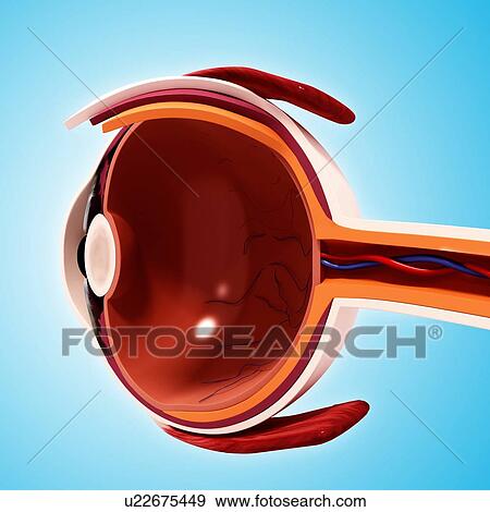 Human eye anatomy, artwork View Large Illustration Stock Illustration - Human eye anatomy, artwork. Fotosearch