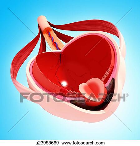 Stock Illustration - Human eye anatomy, artwork. Fotosearch