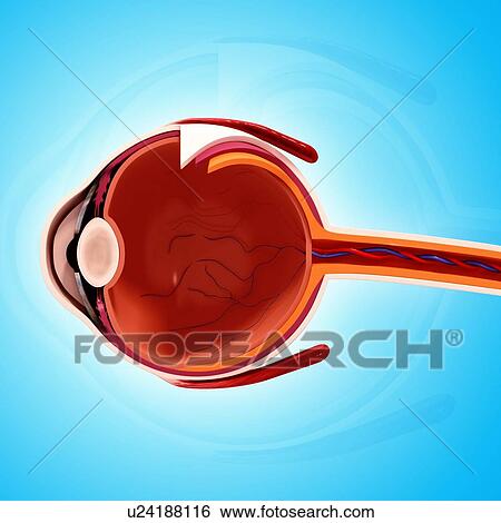 Stock Illustration - Human eye anatomy, artwork. Fotosearch
