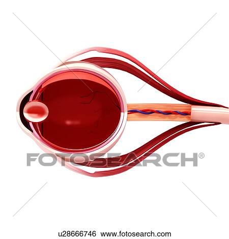 Stock Illustration - Human eye anatomy, artwork. Fotosearch
