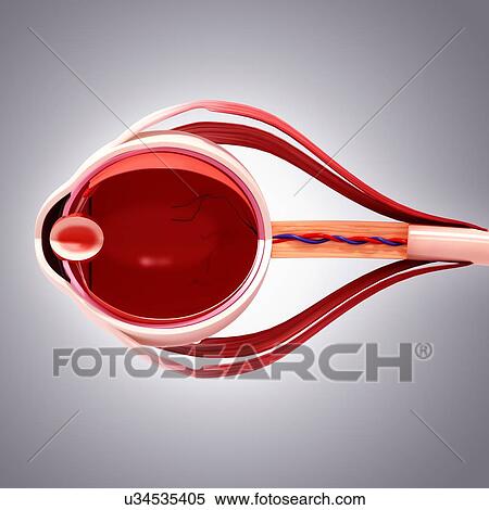 Stock Illustration - Human eye anatomy, artwork. Fotosearch