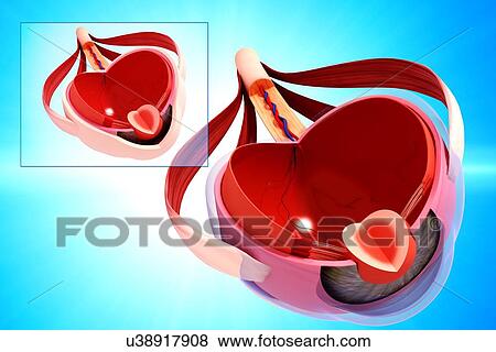 Human eye anatomy, artwork View Large Illustration Stock Illustration - Human eye anatomy, artwork. Fotosearch