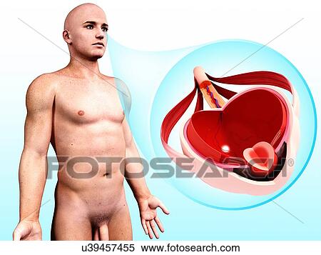 Stock Illustration - Human eye anatomy, artwork. Fotosearch
