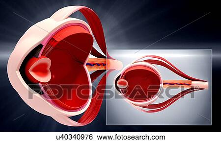 Human eye anatomy, artwork View Large Illustration Stock Illustration - Human eye anatomy, artwork. Fotosearch