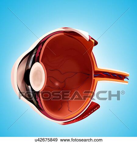 Stock Illustration - Human eye anatomy, artwork. Fotosearch