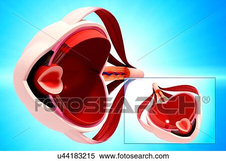 Stock Illustration - Human eye anatomy, artwork. Fotosearch