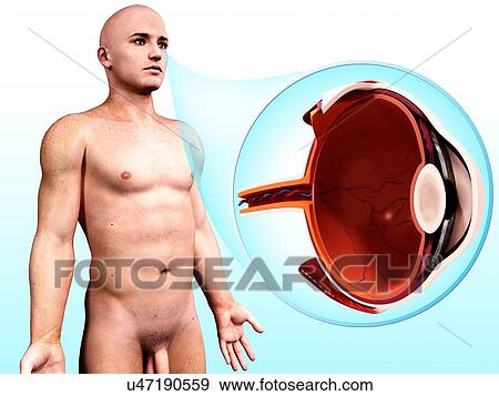 Human eye anatomy, artwork View Large Illustration Stock Illustration - Human eye anatomy, artwork. Fotosearch
