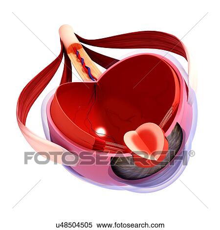 Human eye anatomy, artwork View Large Illustration Stock Illustration - Human eye anatomy, artwork. Fotosearch