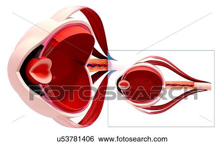Human eye anatomy, artwork View Large Illustration Stock Illustration - Human eye anatomy, artwork. Fotosearch