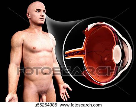 Human eye anatomy, artwork View Large Illustration Stock Illustration - Human eye anatomy, artwork. Fotosearch