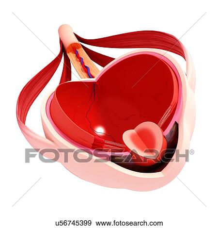 Human eye anatomy, artwork View Large Illustration Stock Illustration - Human eye anatomy, artwork. Fotosearch