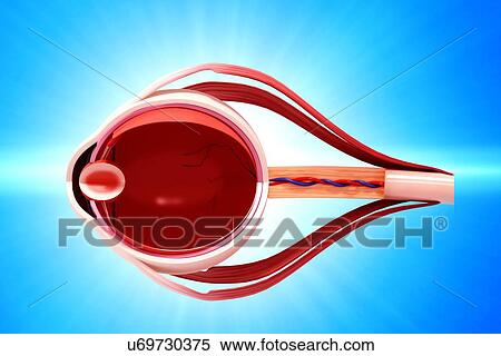 Human eye anatomy, artwork View Large Illustration Stock Illustration - Human eye anatomy, artwork. Fotosearch