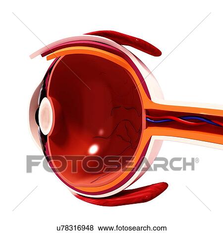 Stock Illustration - Human eye anatomy, artwork. Fotosearch