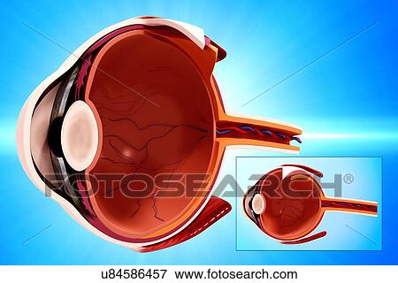 Human eye anatomy, artwork View Large Illustration Stock Illustration - Human eye anatomy, artwork. Fotosearch