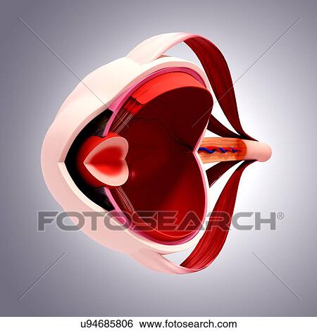 Human eye anatomy, artwork View Large Illustration Stock Illustration - Human eye anatomy, artwork. Fotosearch