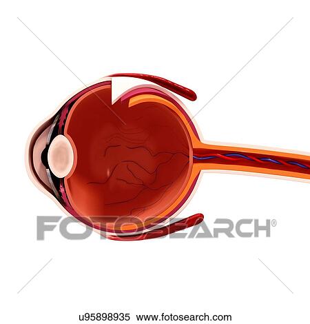 Stock Illustration - Human eye anatomy, artwork. Fotosearch