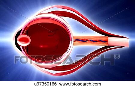 Stock Illustration - Human eye anatomy, artwork. Fotosearch