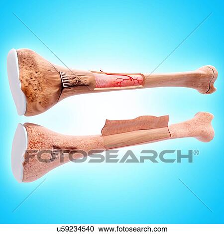 Clipart - Human femur, artwork. Fotosearch