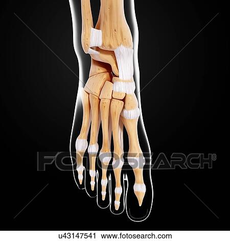 Clip Art - Human foot bones, artwork. Fotosearch