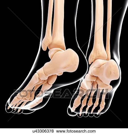 Human foot bones, artwork View Large Illustration Stock Illustration - Human foot bones, artwork. Fotosearch