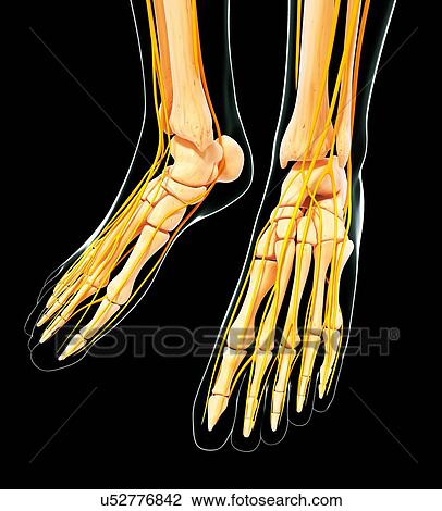 Human foot nervous system, artwork View Large Illustration Drawing - Human foot nervous system, artwork. Fotosearch