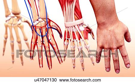 Clipart - Human hand anatomy, artwork. Fotosearch