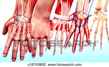 Human hand anatomy, artwork View Large Illustration Drawing - Human hand anatomy, artwork. Fotosearch