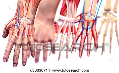 Human hand anatomy, artwork View Large Illustration Stock Illustration - Human hand anatomy, artwork. Fotosearch
