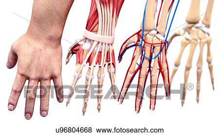 Stock Illustration - Human hand anatomy, artwork. Fotosearch