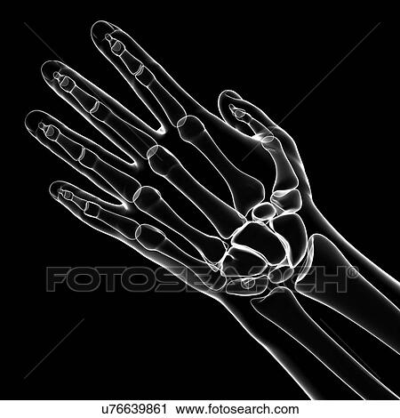 Human hand bones, artwork View Large Illustration Clip Art - Human hand bones, artwork. Fotosearch