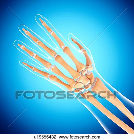 Human hand bones, artwork View Large Illustration Drawing - Human hand bones, artwork. Fotosearch