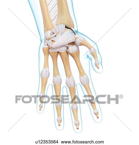 Stock Illustration - Human hand bones, artwork. Fotosearch