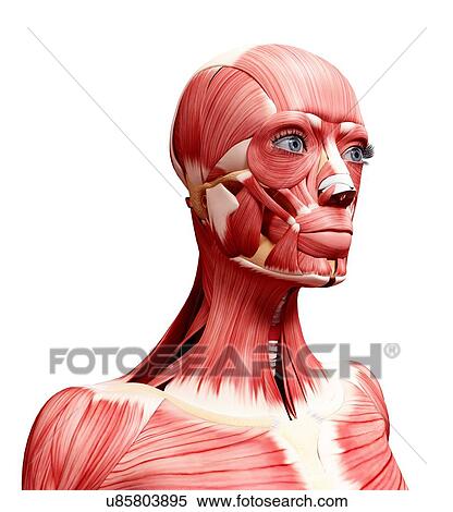 Stock Illustration - Human head musculature, artwork. Fotosearch