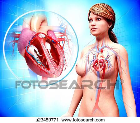 Clip Art - Human heart anatomy, artwork. Fotosearch
