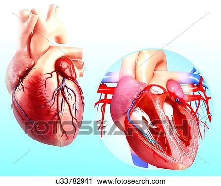 Human heart anatomy, artwork View Large Illustration Clip Art - Human heart anatomy, artwork. Fotosearch
