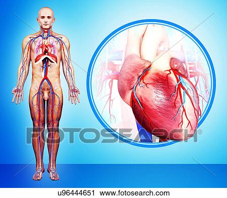 Human heart anatomy, artwork View Large Illustration Clip Art - Human heart anatomy, artwork. Fotosearch