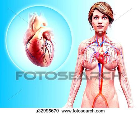 Human heart anatomy, artwork View Large Illustration Clipart - Human heart anatomy, artwork. Fotosearch