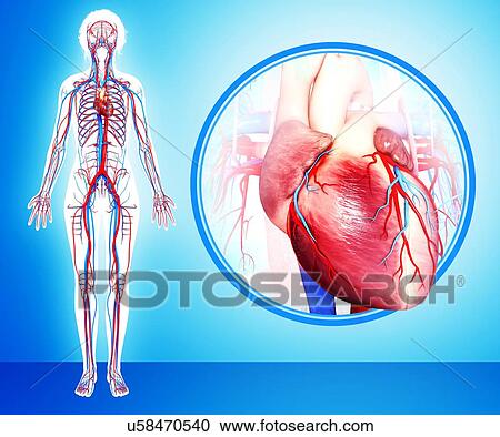Clipart - Human heart anatomy, artwork. Fotosearch